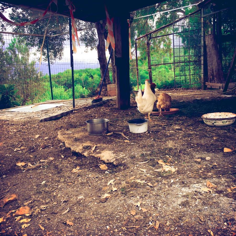 La Gallina Nel Castello Citr Oo9002-Beb Oo11 Albenga Exterior foto