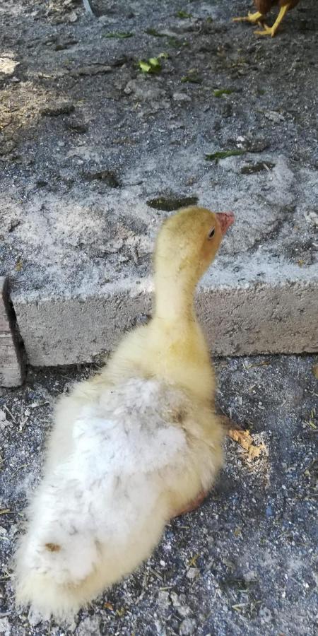La Gallina Nel Castello Citr Oo9002-Beb Oo11 Albenga Exterior foto