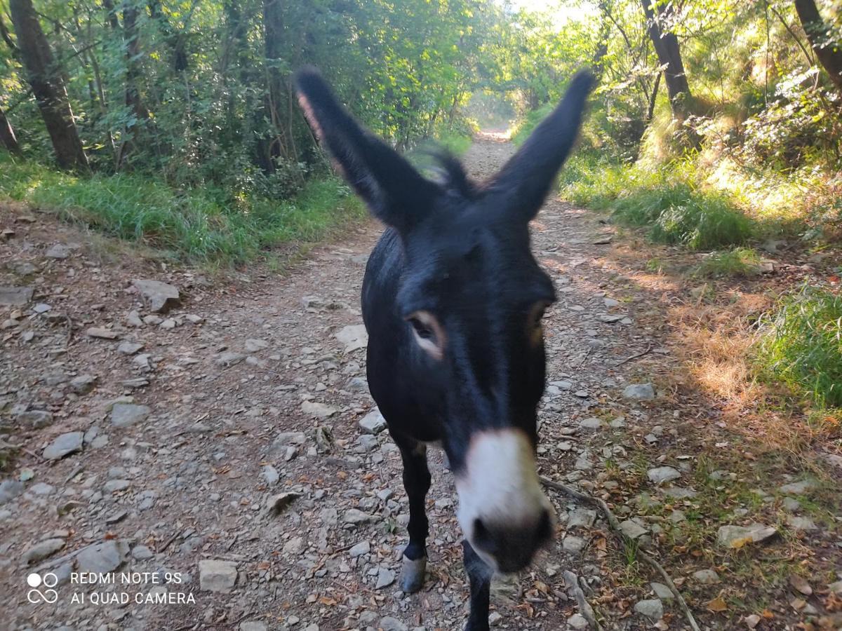 La Gallina Nel Castello Citr Oo9002-Beb Oo11 Albenga Exterior foto