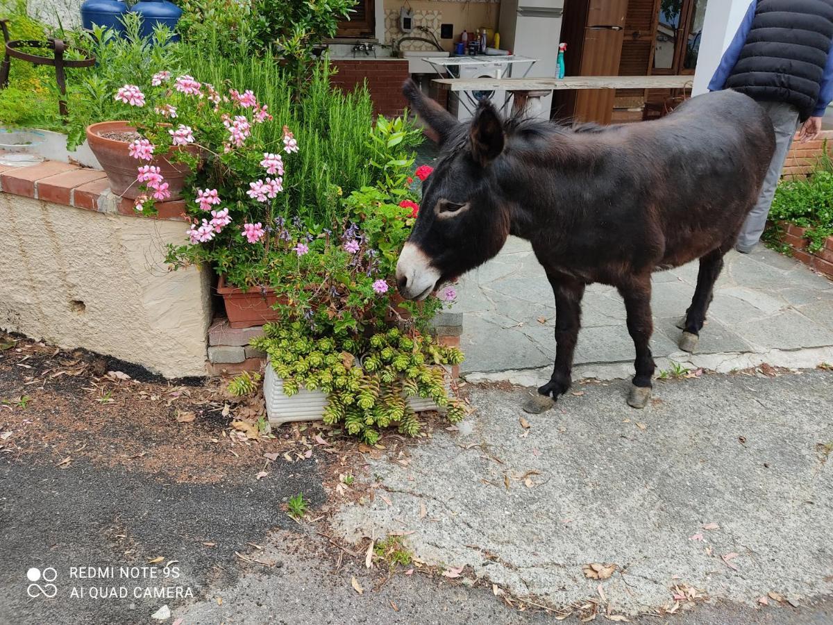 La Gallina Nel Castello Citr Oo9002-Beb Oo11 Albenga Exterior foto