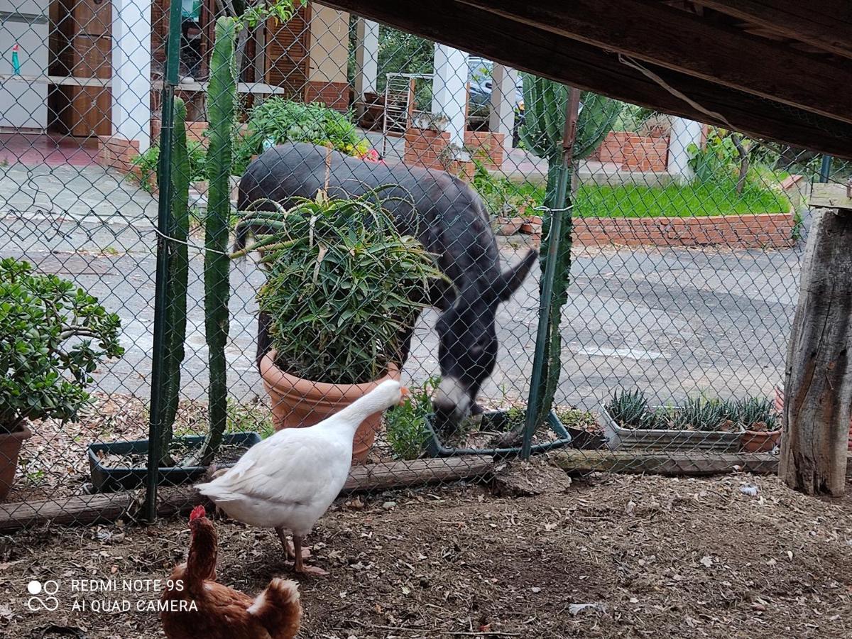 La Gallina Nel Castello Citr Oo9002-Beb Oo11 Albenga Exterior foto